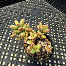Load image into Gallery viewer, Crassula nudicaulis var. herrei Variegated