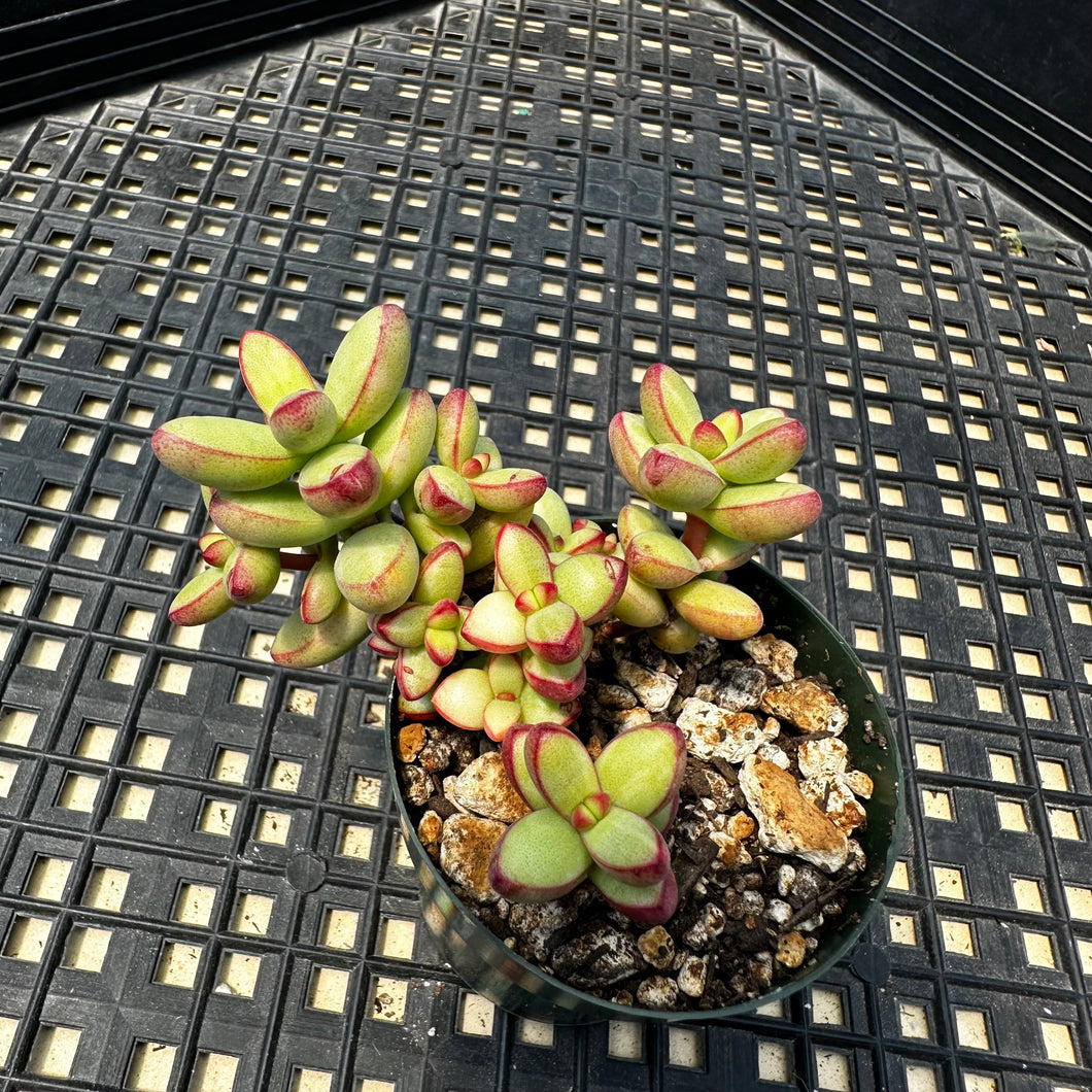 Crassula nudicaulis var. herrei Variegated