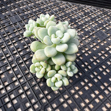 Load image into Gallery viewer, Sedum ‘Caviar’ Graptosedum ‘Caviar’