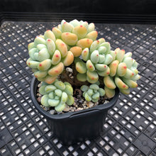 Load image into Gallery viewer, Sedum Clavatum