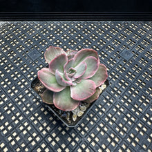 Load image into Gallery viewer, Echeveria ‘Rose Rock’ Variegated