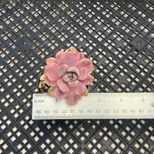 Graptoveria Variegated ‘Mrs Richards’