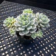 Load image into Gallery viewer, Echeveria Agavoides ‘Tinkerbell’ Variegated