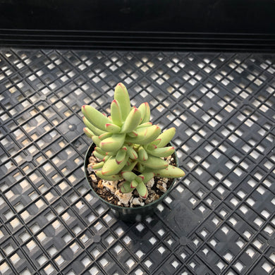 Crassula nudicaulis var. herrei