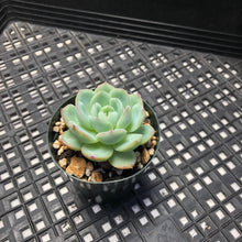 Load image into Gallery viewer, Echeveria ‘Rosado’ (로사도).