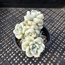 Load image into Gallery viewer, Sedum clavatum variegated