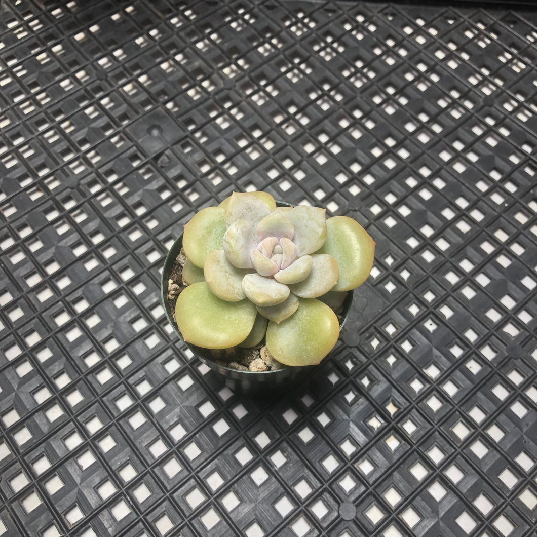 Echeveria ‘Tiramisu’