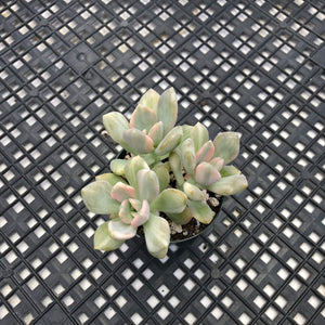 Pachyveria Pachyphytodies Variegated
