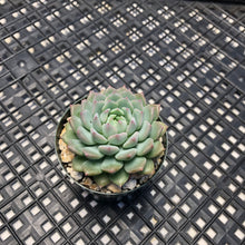 Load image into Gallery viewer, Echeveria &#39;Chrissy &#39;n&#39; Ryan&#39;