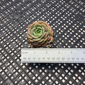 Echeveria ‘Sugar Baby’