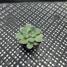 Load image into Gallery viewer, Echeveria ‘Misellosa’
