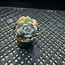 Load image into Gallery viewer, Echeveria ‘Orange Monroe’