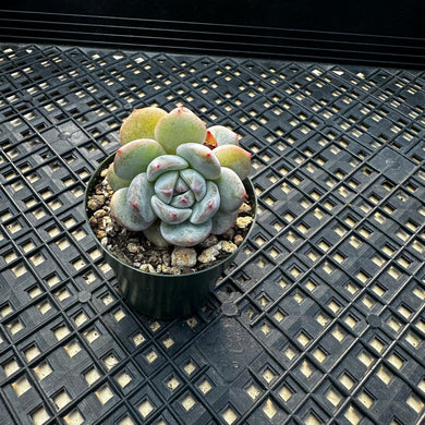 Echeveria ‘Orange Monroe’