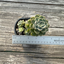 Load image into Gallery viewer, Echeveria Agavoides ‘Tinkerbell’