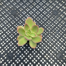 Load image into Gallery viewer, Echeveria ‘Golden Glow’