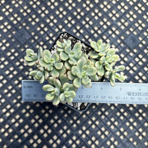 Echeveria macdougallii variegated  aka “sedoides“