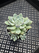 Load image into Gallery viewer, Echeveria ‘Pebbles’