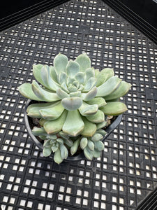 Echeveria ‘Pebbles’