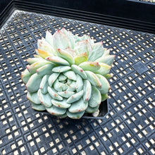 Load image into Gallery viewer, Echeveria ‘Marisa’