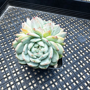 Echeveria ‘Marisa’