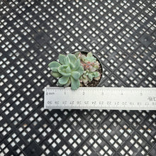 Load image into Gallery viewer, Echeveria ‘Nova’ Variegated