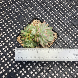 Echeveria ‘Mebina’ Variegated