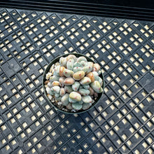Load image into Gallery viewer, Echeveria amoena microcalyx