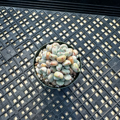 Echeveria amoena microcalyx