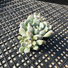 Load image into Gallery viewer, Echeveria ‘Pebbles’