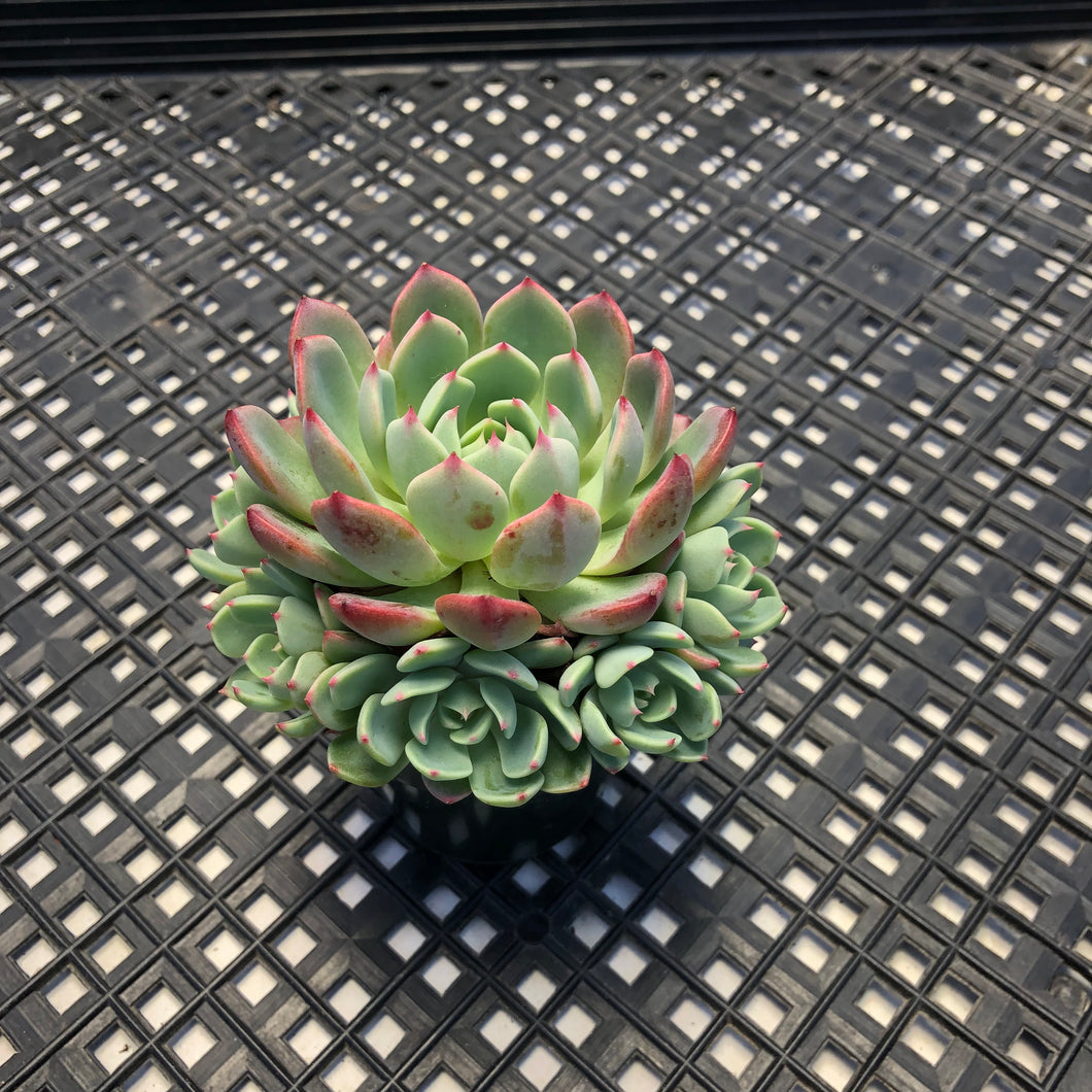 Echeveria Nanahukumini