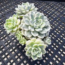 Load image into Gallery viewer, Echeveria Agavoides ‘Tinkerbell’ Variegated