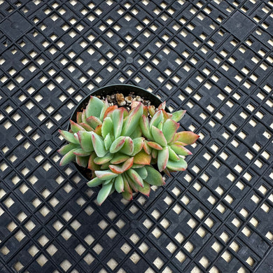 Echeveria ‘Luella’ Crested