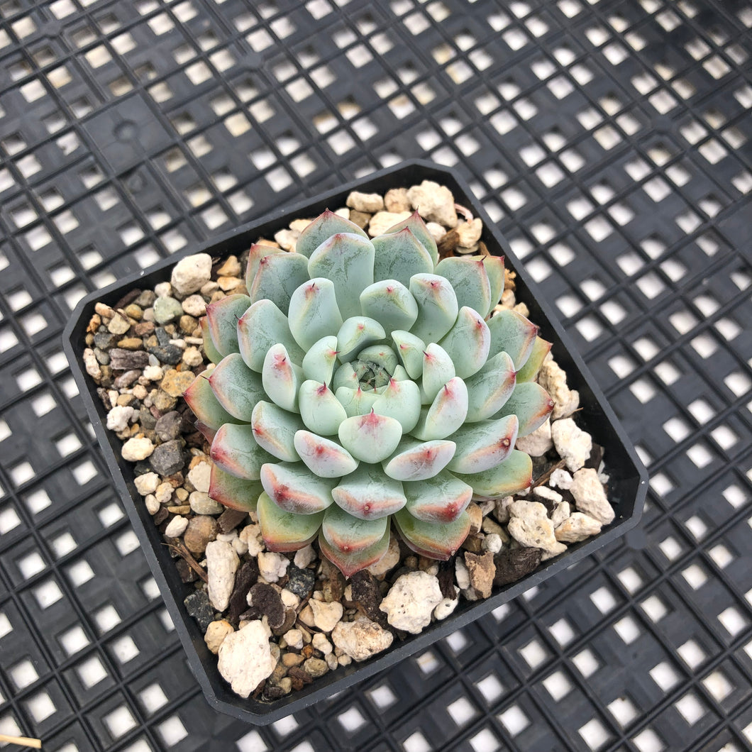 Echeveria Zaragosa