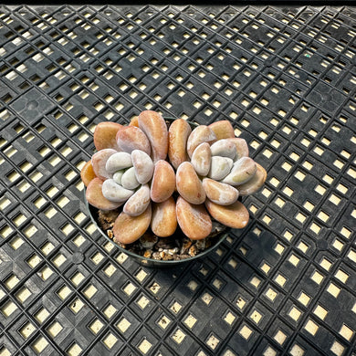 Pachyveria Arden