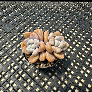Pachyveria Arden