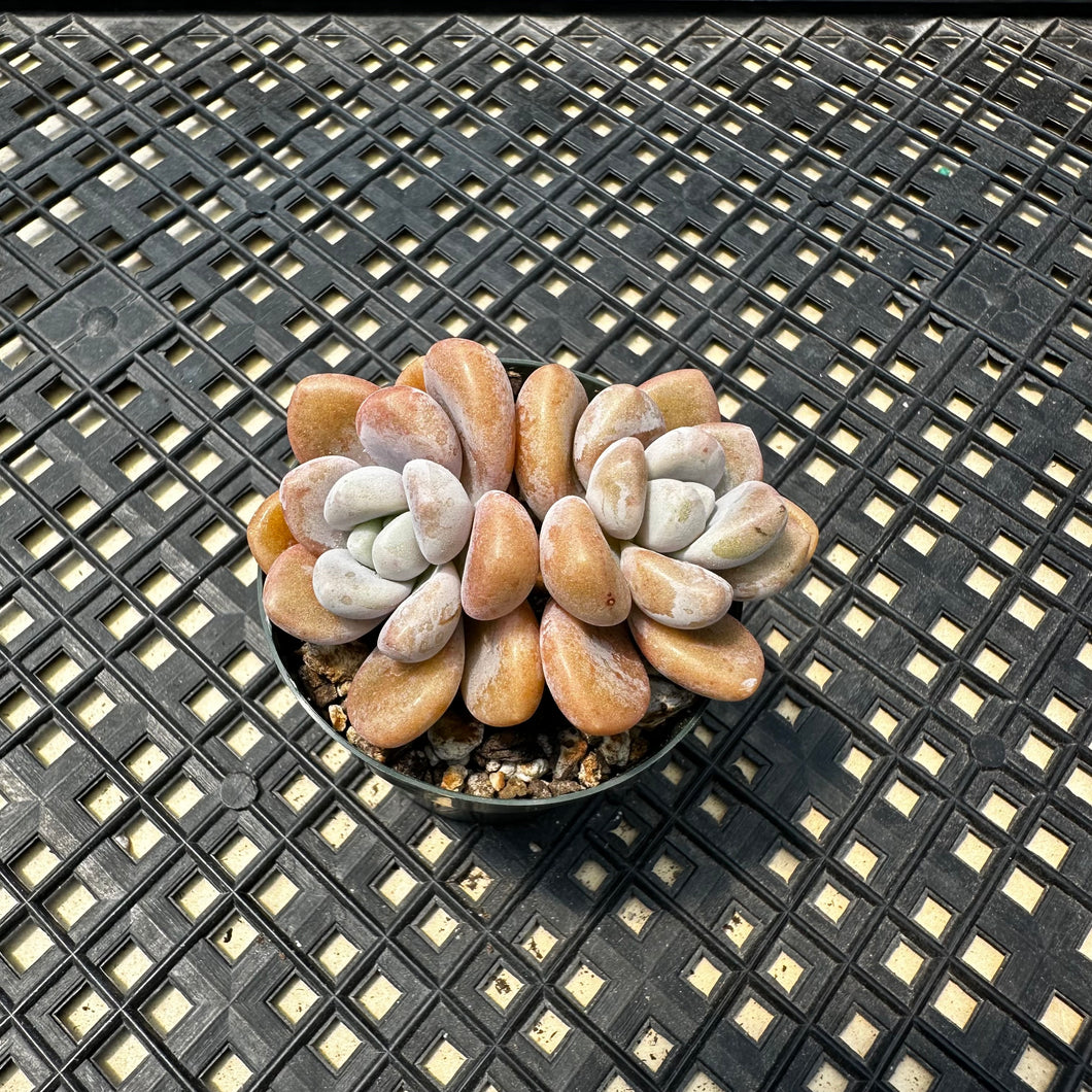 Pachyveria Arden
