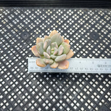 Load image into Gallery viewer, Pachyveria Pachyphytodies Variegated