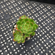 Load image into Gallery viewer, Echeveria ‘Aztec Green’