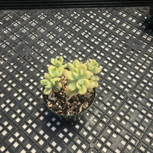 Echeveria macdougallii variegated  aka “sedoides“