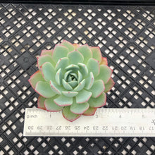 Load image into Gallery viewer, Echeveria ‘Johnny’