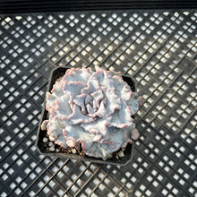Load image into Gallery viewer, Echeveria ‘Crispate Beauty’ Variegated
