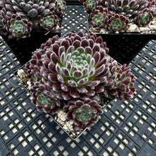 Load image into Gallery viewer, Sempervivum ‘Pacific Plum Fuzzy’