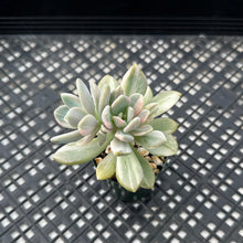 Load image into Gallery viewer, Pachyveria Pachyphytodies Variegated