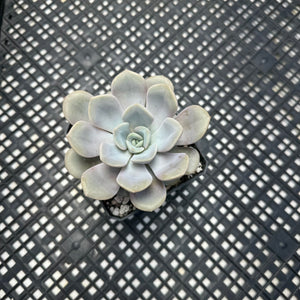 Echeveria  ‘Pixie’