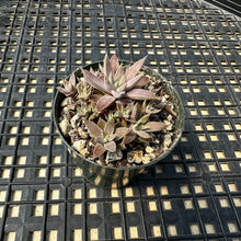 Load image into Gallery viewer, Orostachys ‘NYBG’