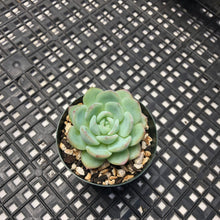 Load image into Gallery viewer, Echeveria ‘Rosado’ (로사도).