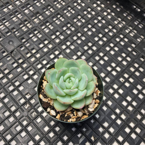 Echeveria ‘Rosado’ (로사도).
