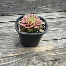 Load image into Gallery viewer, Sempervivum Chick Charms® Lotus Blossom™
