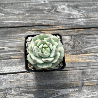 Sedeveria ‘Pudgy’ Variegated