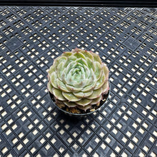 Load image into Gallery viewer, Echeveria cv ‘Onslow’